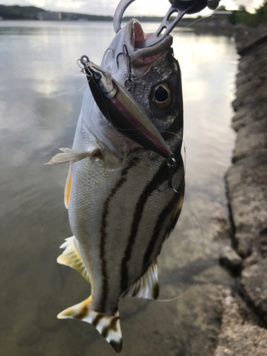 コトヒキの釣果