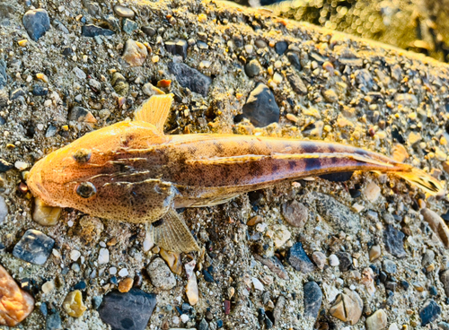 マゴチの釣果