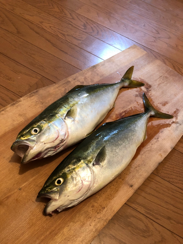 ワカシの釣果