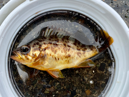 アカメバルの釣果