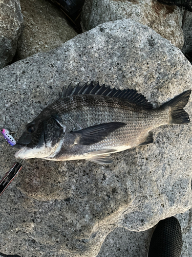 チヌの釣果