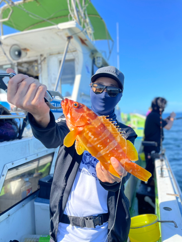 アカハタの釣果