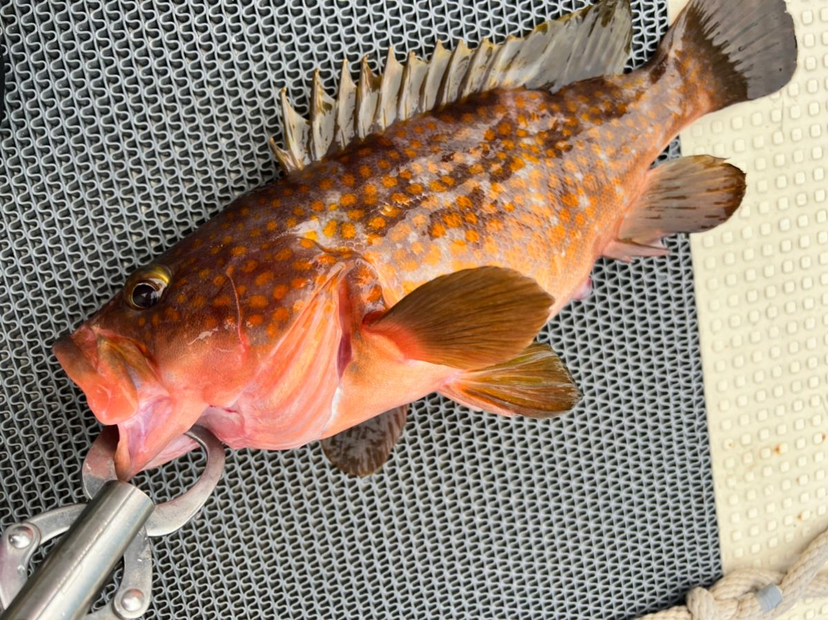 iorinさんの釣果 3枚目の画像
