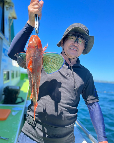 ホウボウの釣果