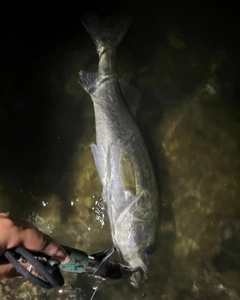 スズキの釣果