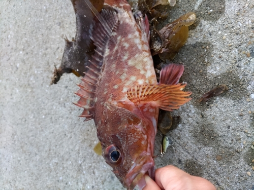 カサゴの釣果