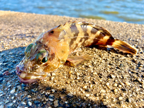 タケノコメバルの釣果