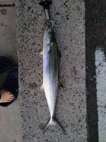 サゴシの釣果