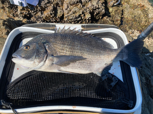 チヌの釣果