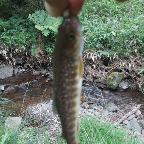 イワナの釣果