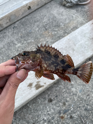 カサゴの釣果