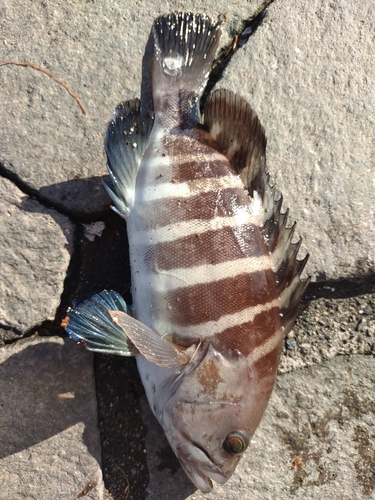 マハタの釣果