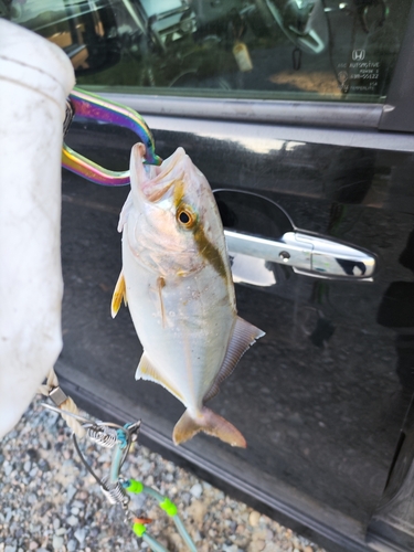 ショゴの釣果