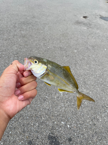 ショゴの釣果