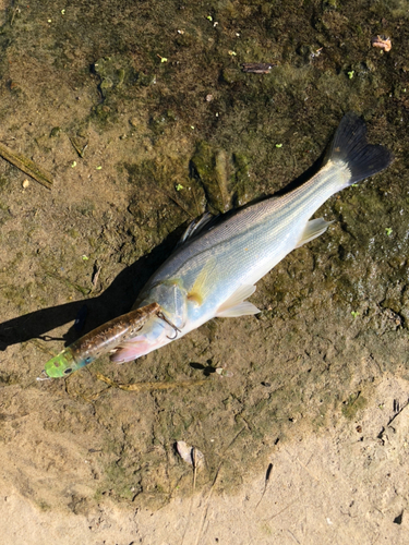 セイゴ（マルスズキ）の釣果