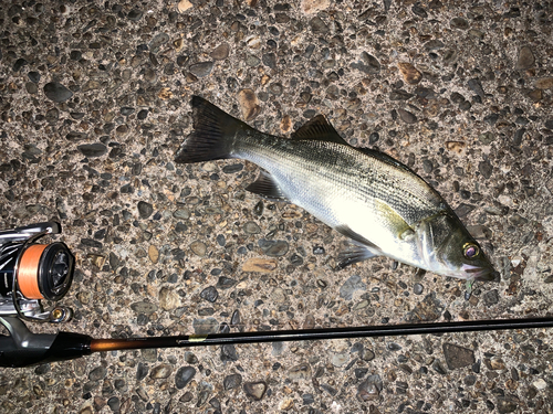 セイゴ（マルスズキ）の釣果