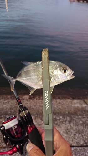 メッキの釣果