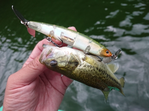 ブラックバスの釣果