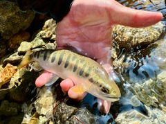 アマゴの釣果