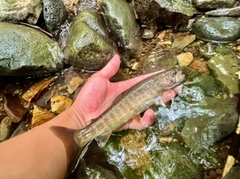 ニッコウイワナの釣果