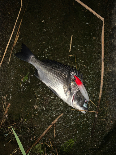 釣果