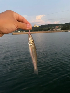 キスの釣果