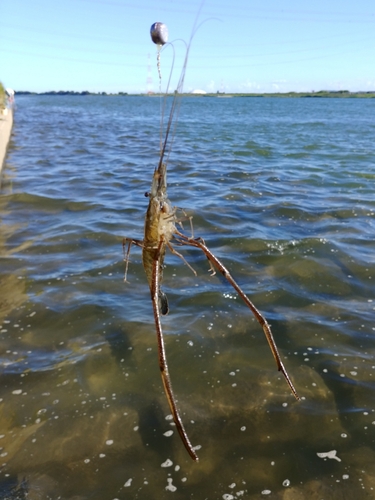 テナガエビの釣果