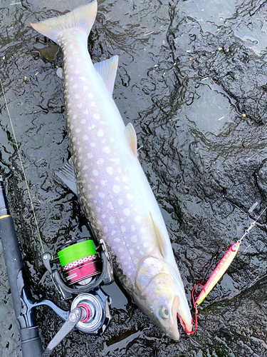 アメマスの釣果