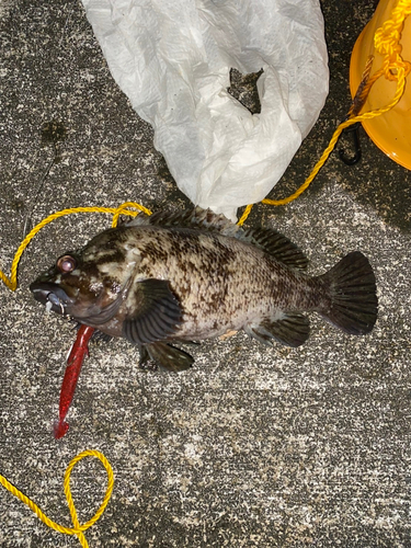 ムラソイの釣果