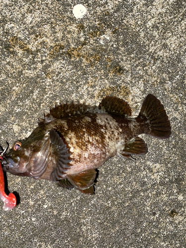 ムラソイの釣果