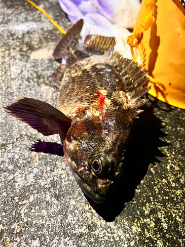 ムラソイの釣果