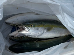 ハマチの釣果