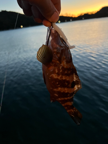 キジハタの釣果