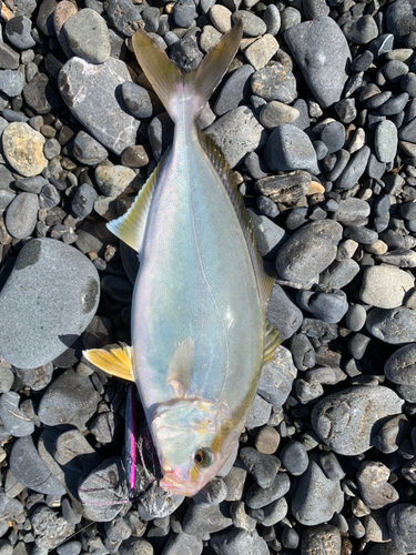 ショゴの釣果