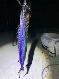 クロシビカマスの釣果