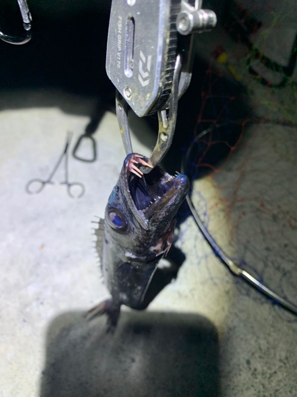 クロシビカマス