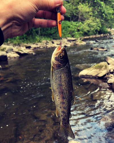 ニジマスの釣果