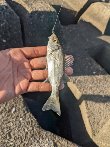 セイゴ（ヒラスズキ）の釣果