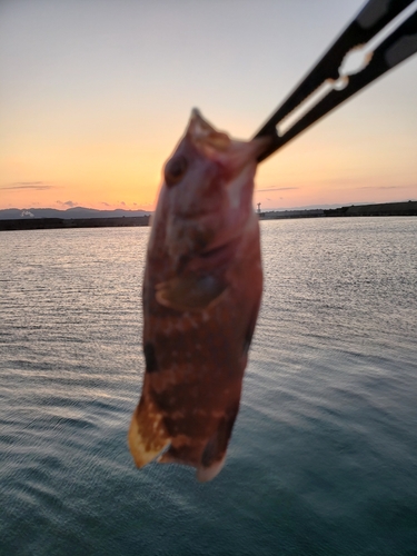 キジハタの釣果