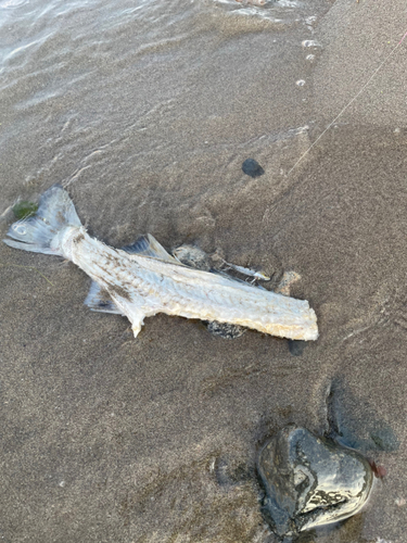 マハゼの釣果