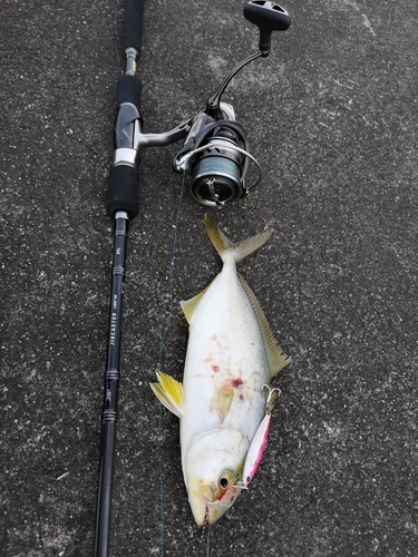 カンパチの釣果