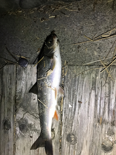 ウグイの釣果