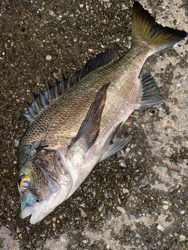 チヌの釣果