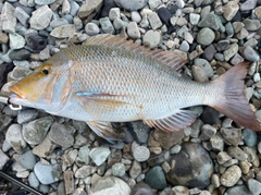 ハマフエフキの釣果