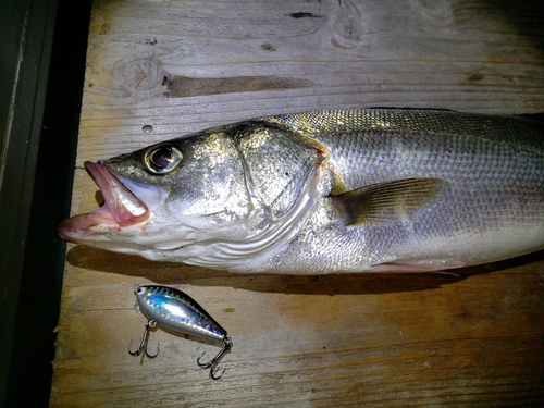 シーバスの釣果