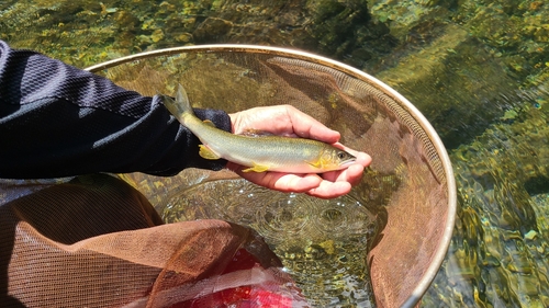 アユの釣果