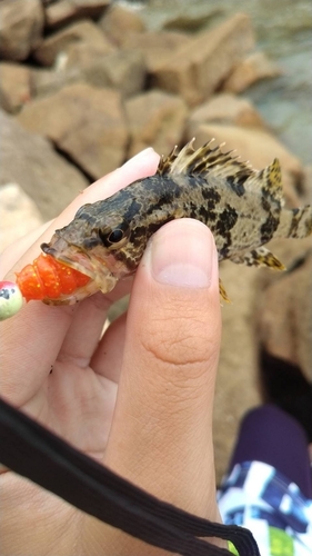 タケノコメバルの釣果