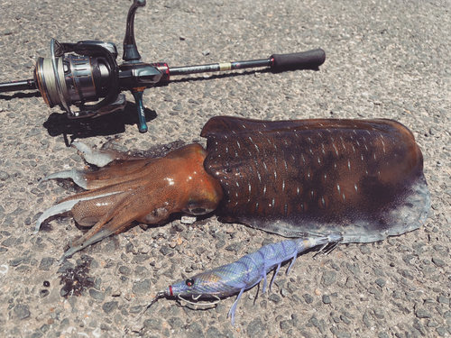 アオリイカの釣果