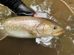 アメマスの釣果