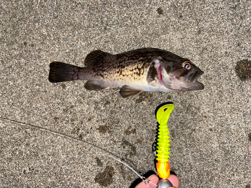 クロソイの釣果